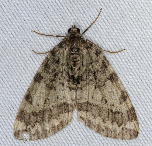 Oak Winter Highflyer and Allies photo 5
