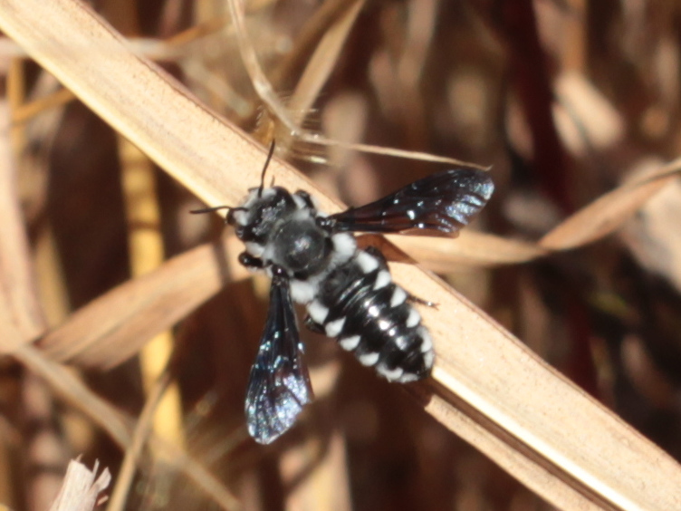 Megachile ianthoptera