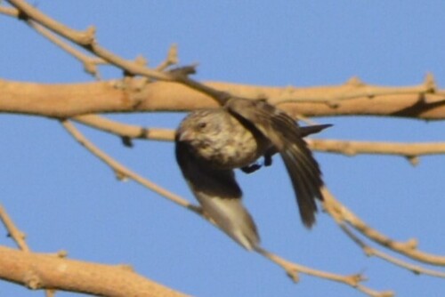 White-rumped Seedeater (Crithagra leucopygia), photo 2