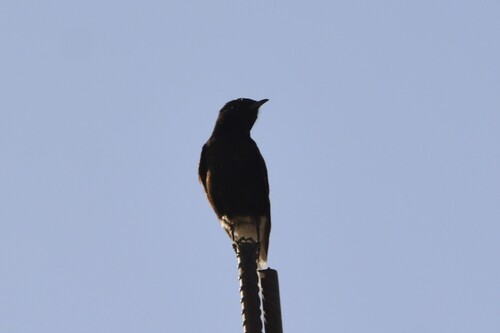 White-crowned Wheatear (Oenanthe leucopyga), photo 5
