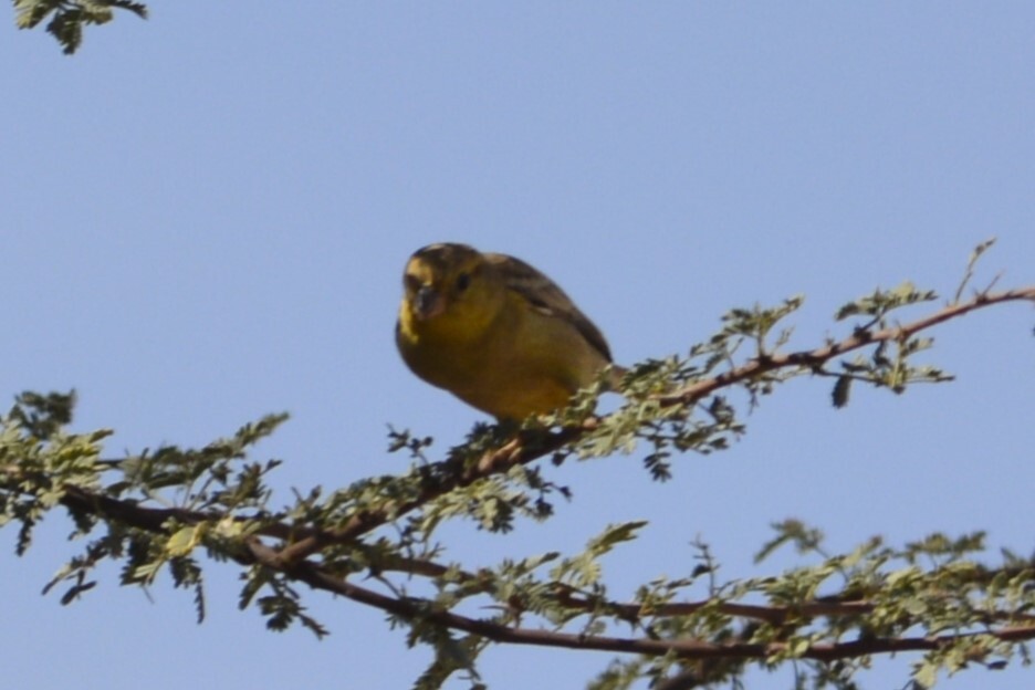 Sudan Golden Sparrow (Passer luteus), photo 7