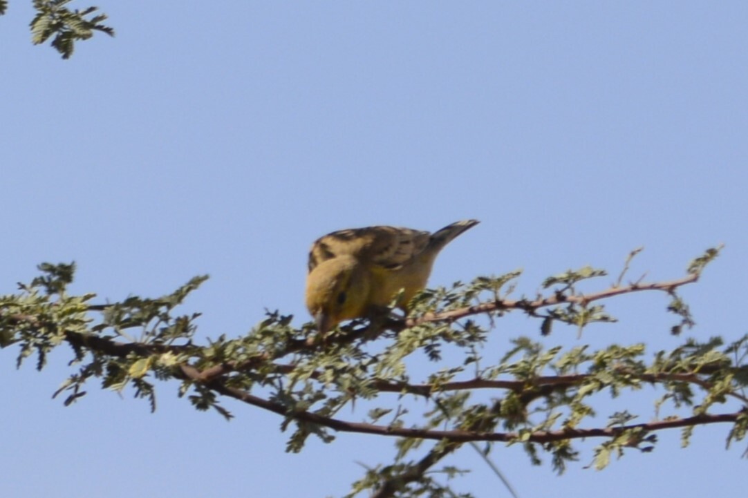 Sudan Golden Sparrow (Passer luteus), photo 6