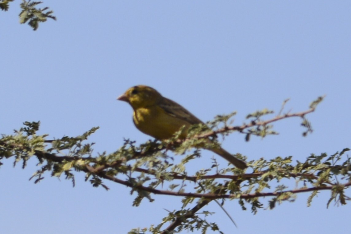 Sudan Golden Sparrow (Passer luteus), photo 5
