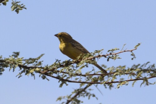 Sudan Golden Sparrow (Passer luteus), photo 4