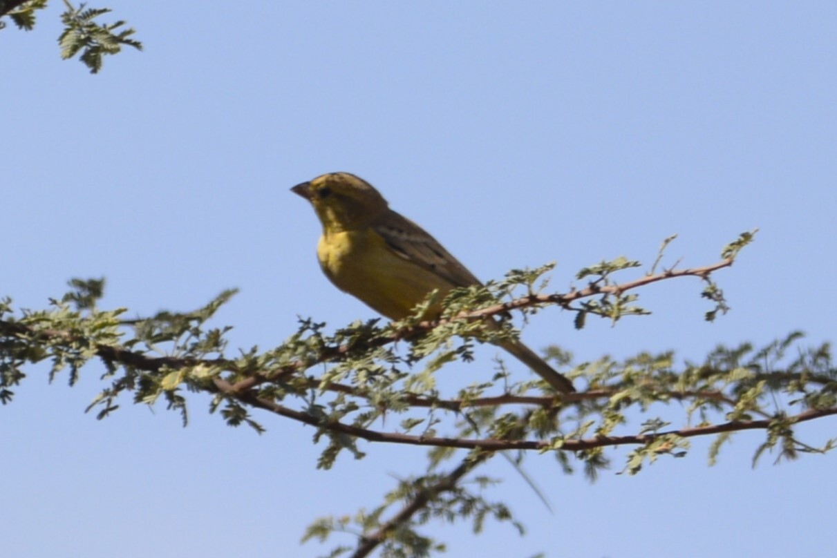 Sudan Golden Sparrow (Passer luteus), photo 4