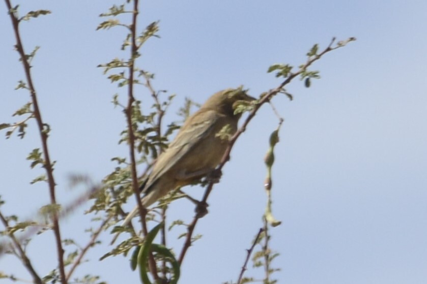 Sudan Golden Sparrow (Passer luteus), photo 8