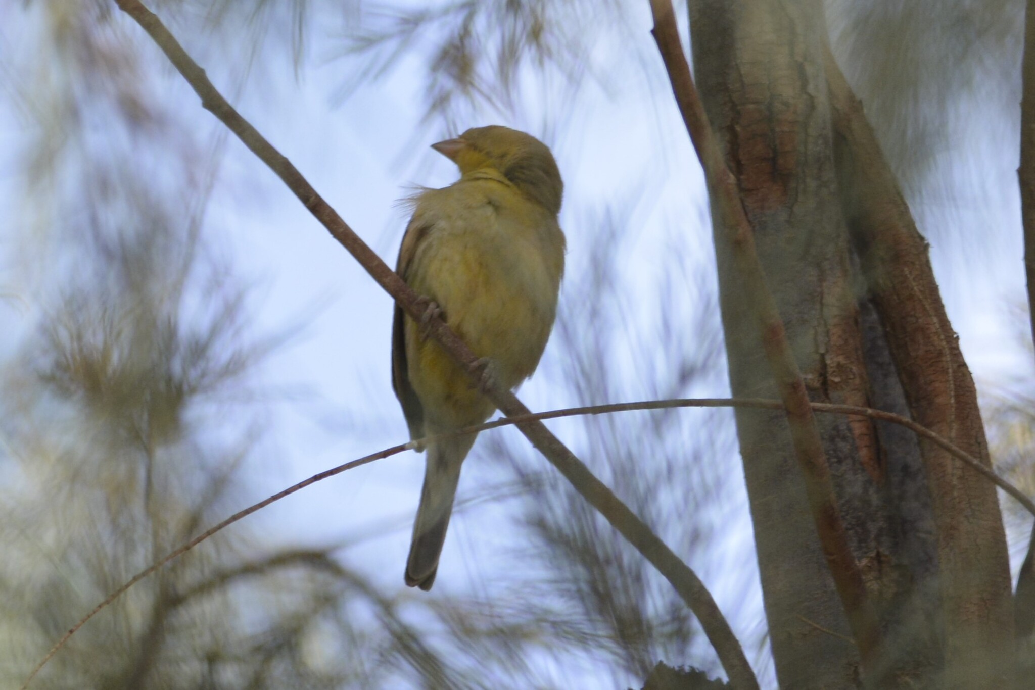 Sudan Golden Sparrow (Passer luteus), photo 10