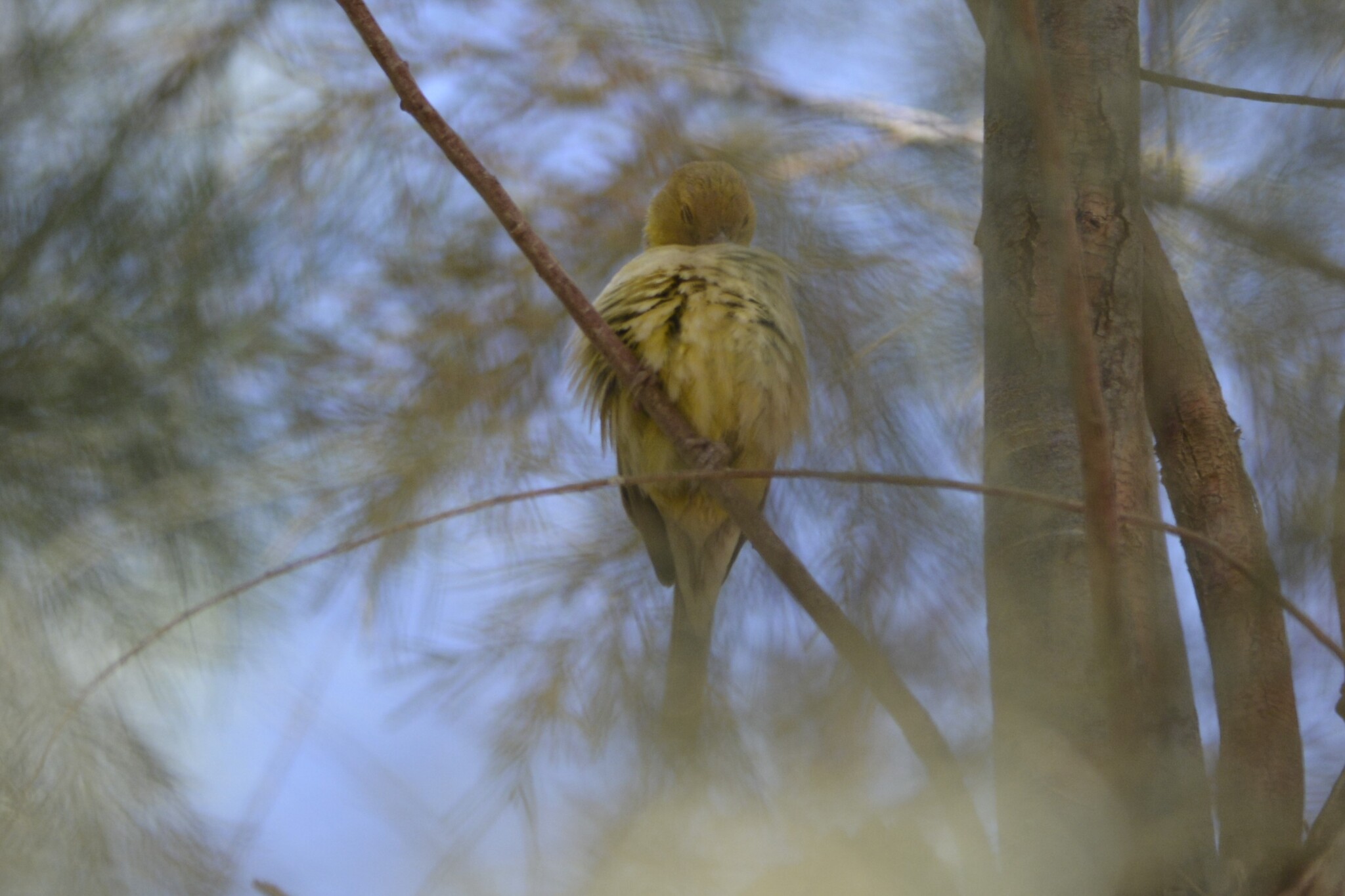Sudan Golden Sparrow (Passer luteus), photo 9