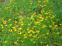 Helenium amarum badium