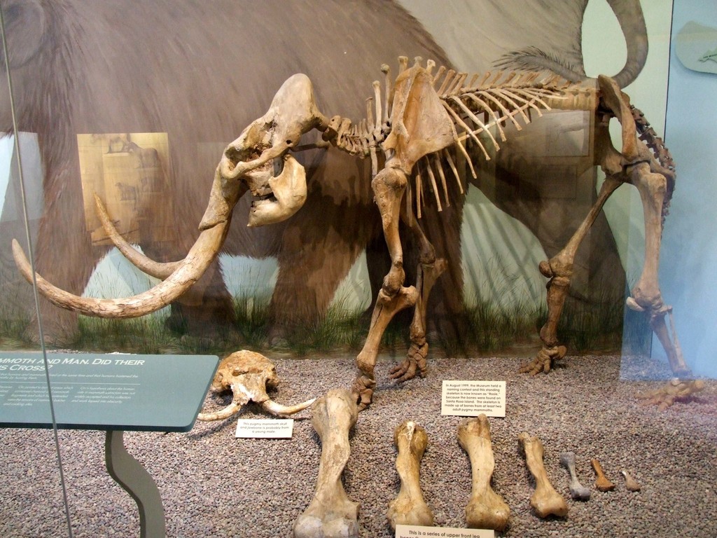 Channel Islands Pygmy Mammoth