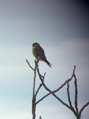 American Kestrel