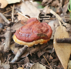 Ganoderma lucidum
