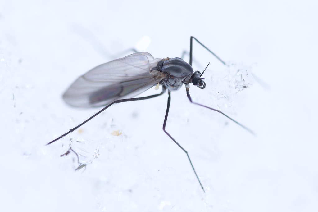 Winter Midges