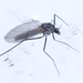 Winter Midges - Photo (c) Owen Strickland, some rights reserved (CC BY), uploaded by Owen Strickland