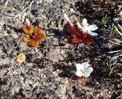 Drosera rosulata