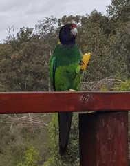 Barnardius zonarius semitorquatus