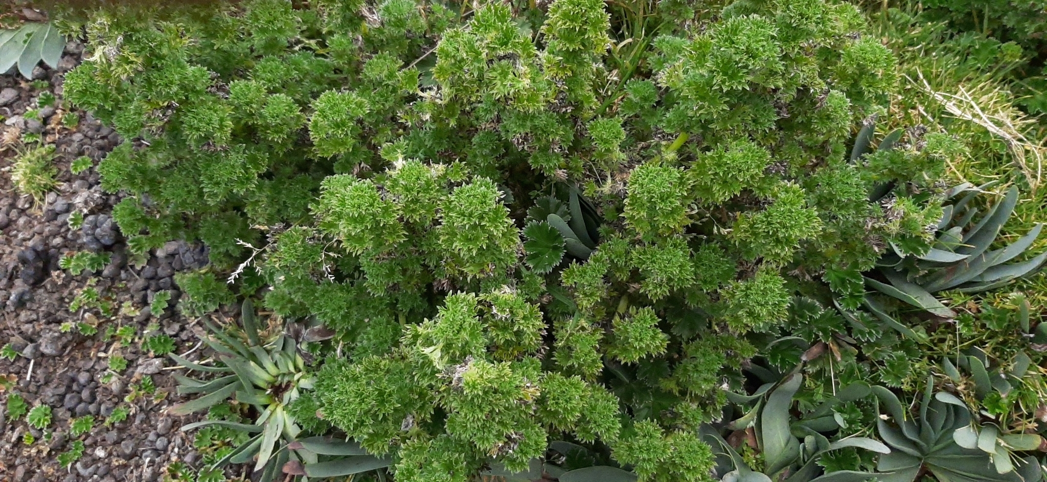 Urtica flabellata image