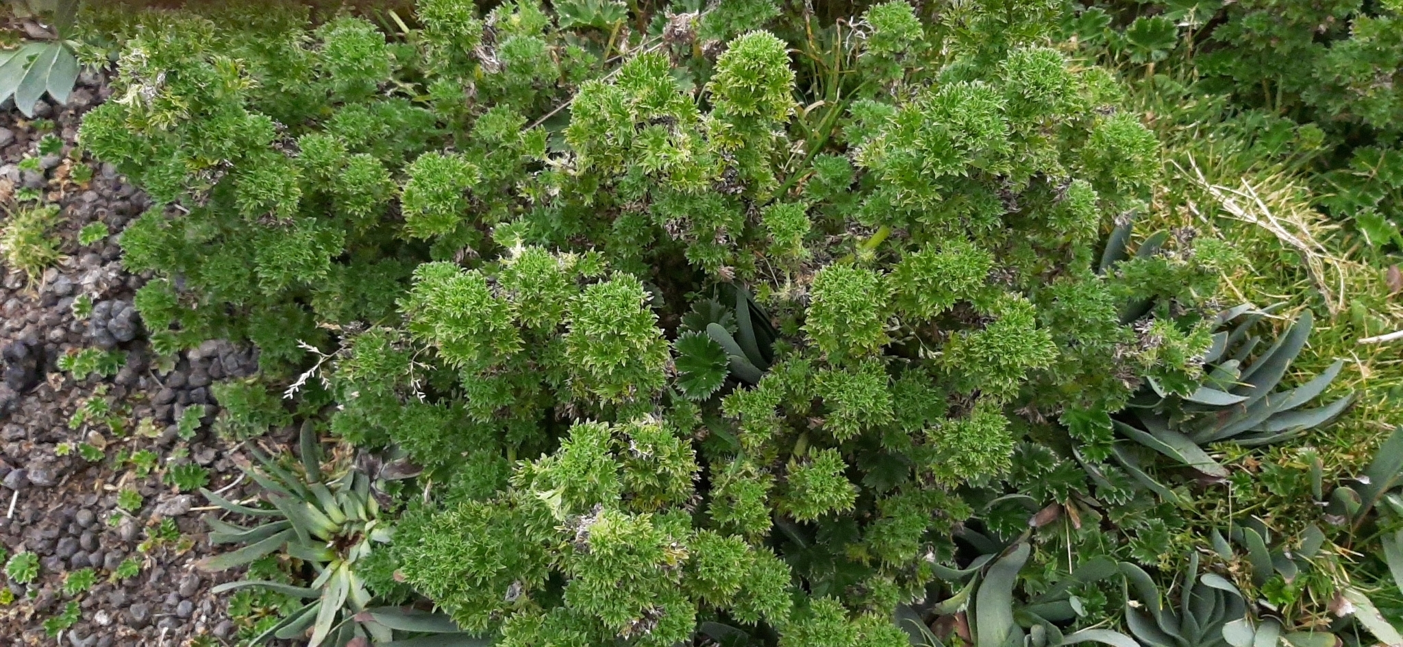 Urtica flabellata image