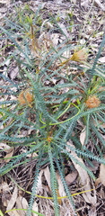 Banksia dallanneyi