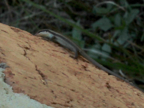 Wahlberg’s Striped Skink