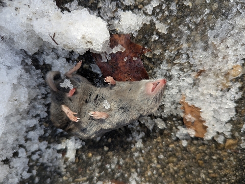 Northern Short-tailed Shrew observed by skyfaller