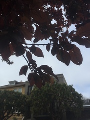 Prunus cerasifera pissardii