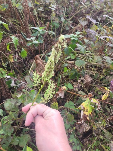 Actaea simplex, photograph 4