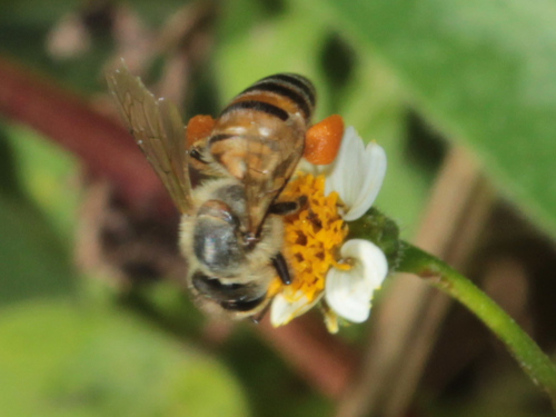 Western Honey Bee