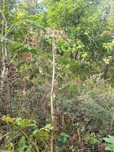 Heracleum dissectum (Heracleum dissectum)