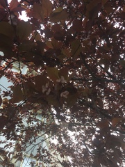 Prunus cerasifera pissardii