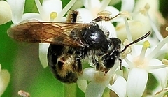 Gonandrena