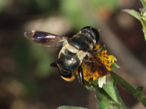 Orangebum Hover Fly