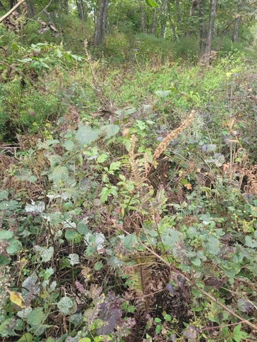 Actaea simplex, photograph 5
