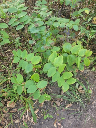 Pere David's pea (Lathyrus davidii)