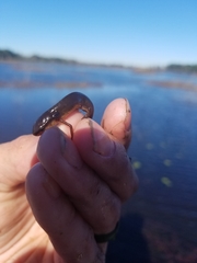 Notophthalmus viridescens image