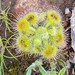Drosera glanduligera - Photo (c) Morgan Lythe, algunos derechos reservados (CC BY-NC), uploaded by Morgan Lythe