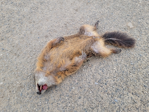 Yellow-bellied Marmot photographed in Idaho