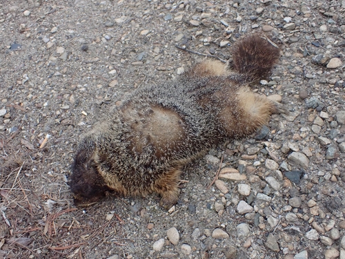Yellow-bellied Marmot photographed in Idaho
