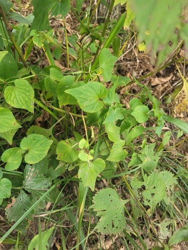 Long-stem violet (Viola acuminata)