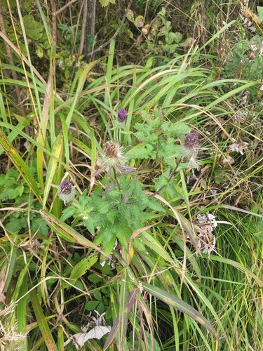 Vlassov's thistle (Cirsium vlassovianum)