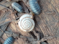 Polygyrinae