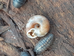 Polygyrinae