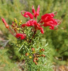Grevillea wilsonii