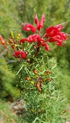 Grevillea wilsonii