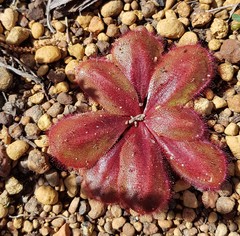 Drosera collina