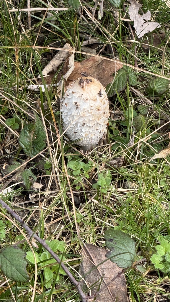 Coprinus comatus · February 2026 · photo: © theworldofpaolo (iNaturalist, cc-by)