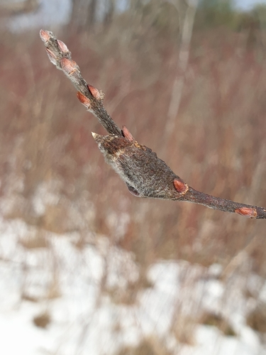 Unknown species found near Danby, NY 14850, USA