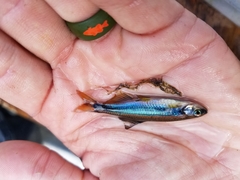 Pteronotropis metallicus