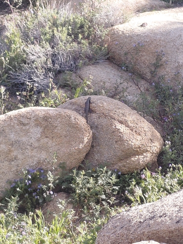 iNaturalist observation photo of Desert Spiny Lizard