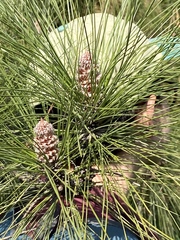 Pinus canariensis